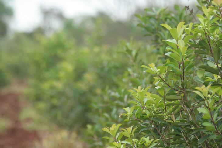 epca_de_brotacion_hojas_verdes_de_yerba_mate