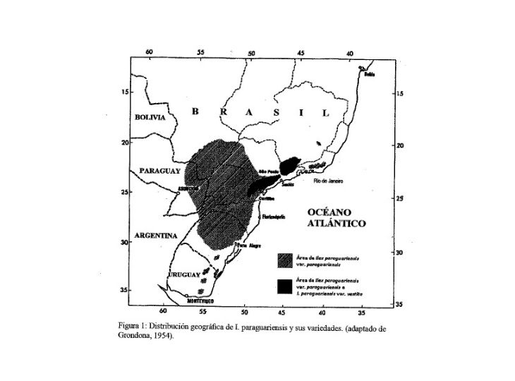 mapa area geografica yerba mate silvestre ilex paraguariensis y sus vareidades