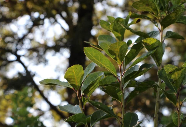 ramas de yerba mate y arbol de fondo