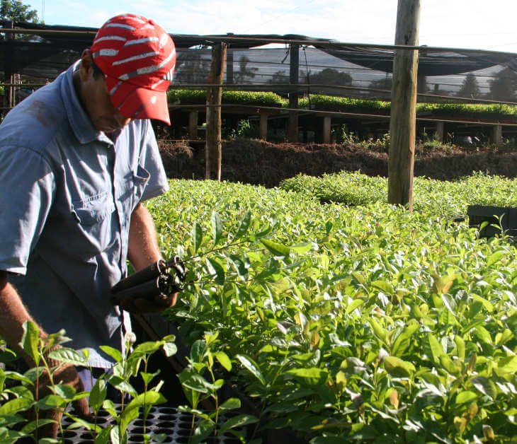 hombre_con_plantines_de_yerba_mate_vierro