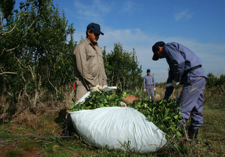 hombres_cosechando_yerba_mate_atando_el_raido_con_hojas_verdes