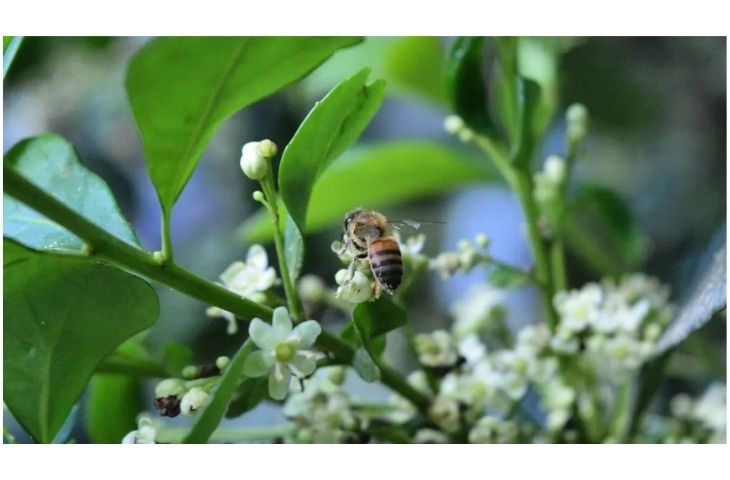 abeja-sobre-flores-de-yerba-mate-en-misiones-argentina