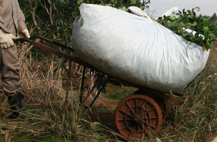 hombre_llevando-raido-ponchada-con-hojas-de-yerba-mate-cosecha