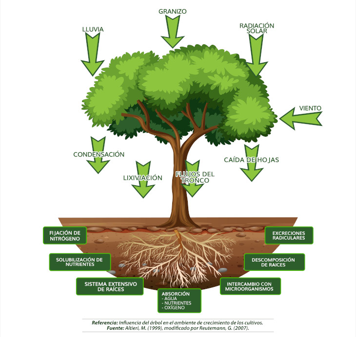 infografia_los-beneficios-de-plantar-arboles-en-cultivo-yerba-.mate_