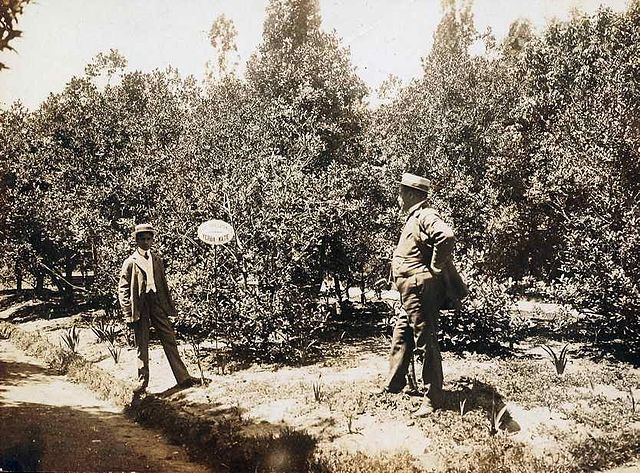 carlos thays en jardin botanico buenos aires plantacion de yerba mate