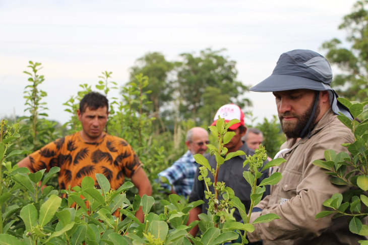 tecnico-capacita-a-productores-yerba-mate_en-plantacon