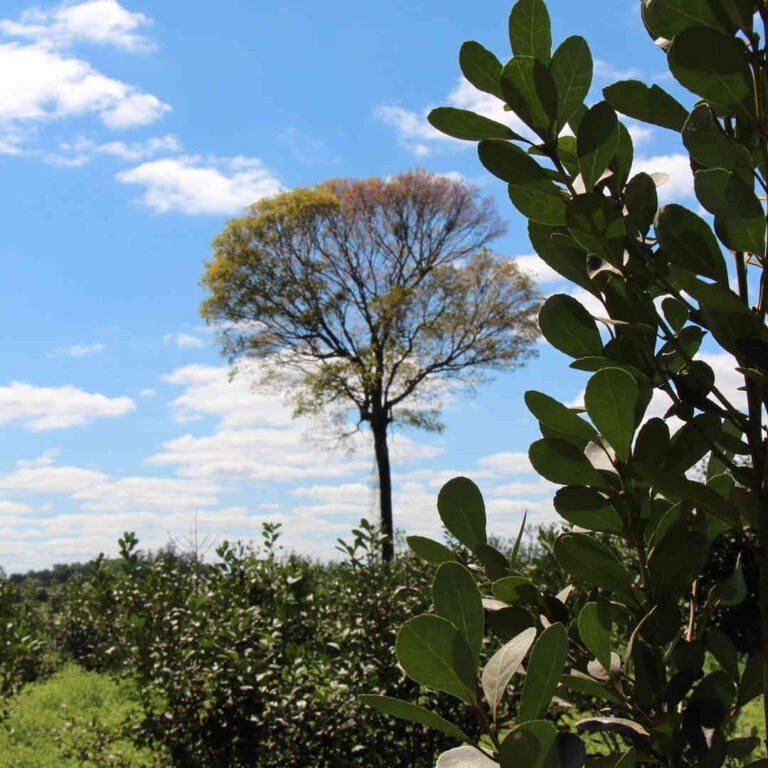 arbol-en-plantacion-yerba-mate-orgánica