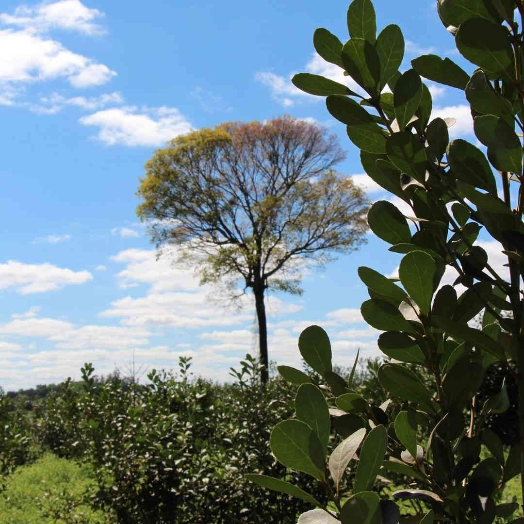 arbol-en-plantacion-yerba-mate-orgánica