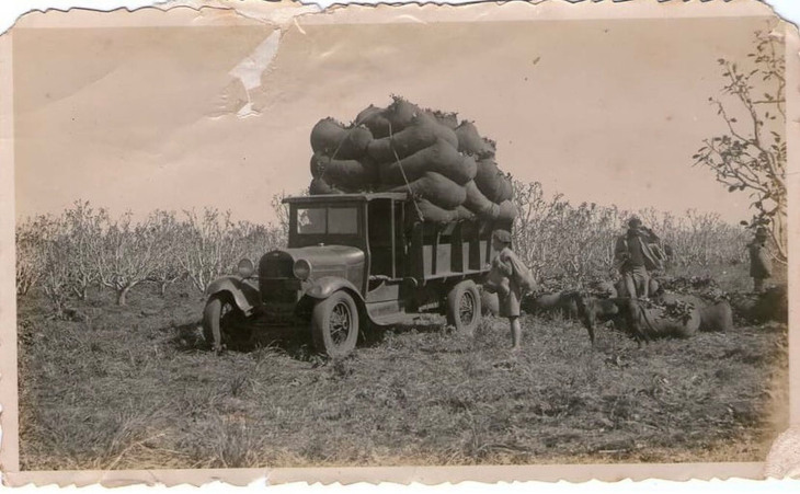 camion-cargado-con-raidos-de-yerba-mate-estancia-santa-ines-argentina