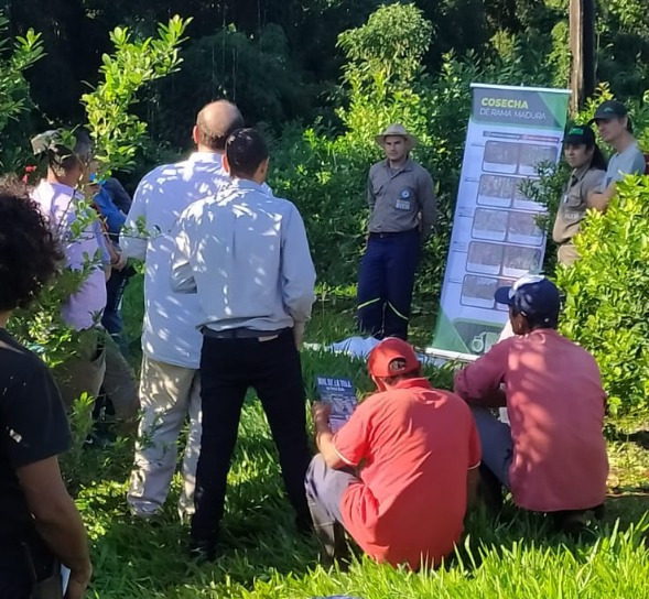 capacitacion-cosecha-yerbamate-el-soberbio-argentina