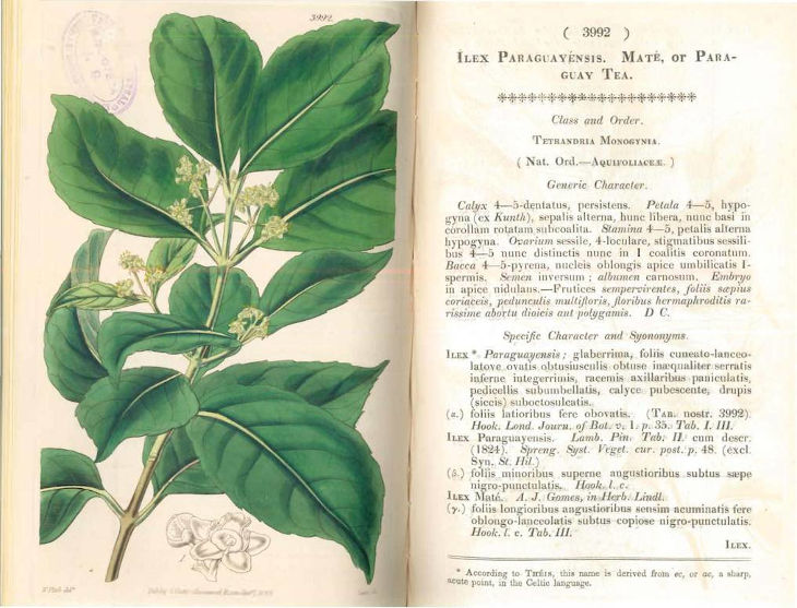 yerba-mate-en-catalogo-botanica-europeo-siglo-pasado
