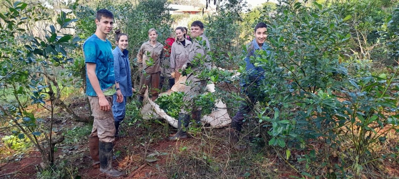 alumnos en cultivo yerba mate