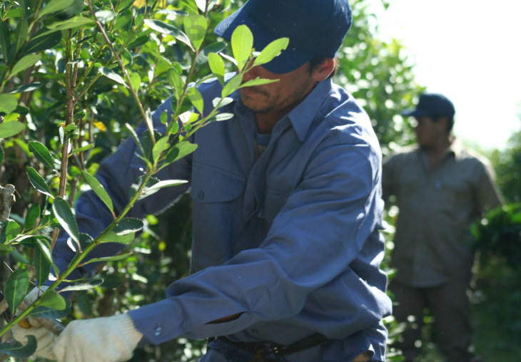 hombres-cosechando_yerba_mate_en_argentina_plantacion