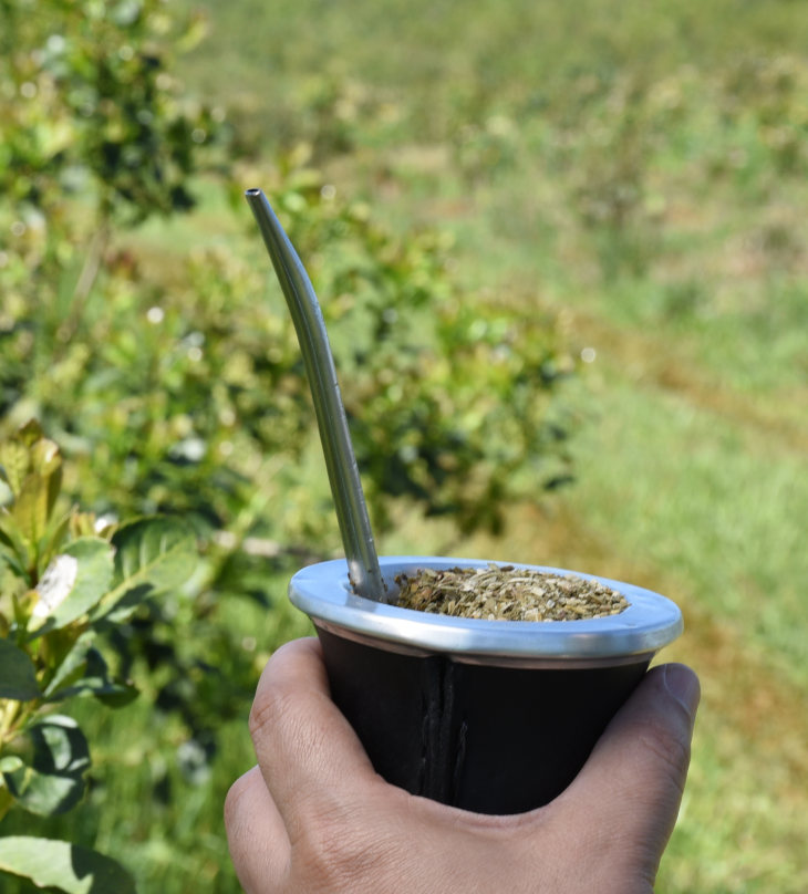 mano-sostiene-mate-fondo-plantacion-yerba-mate-argentina