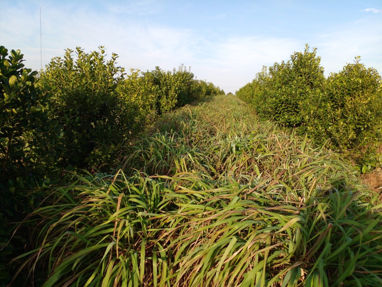 cultivo-de-yerba-mate-con-citronela-como-cubierta-verde