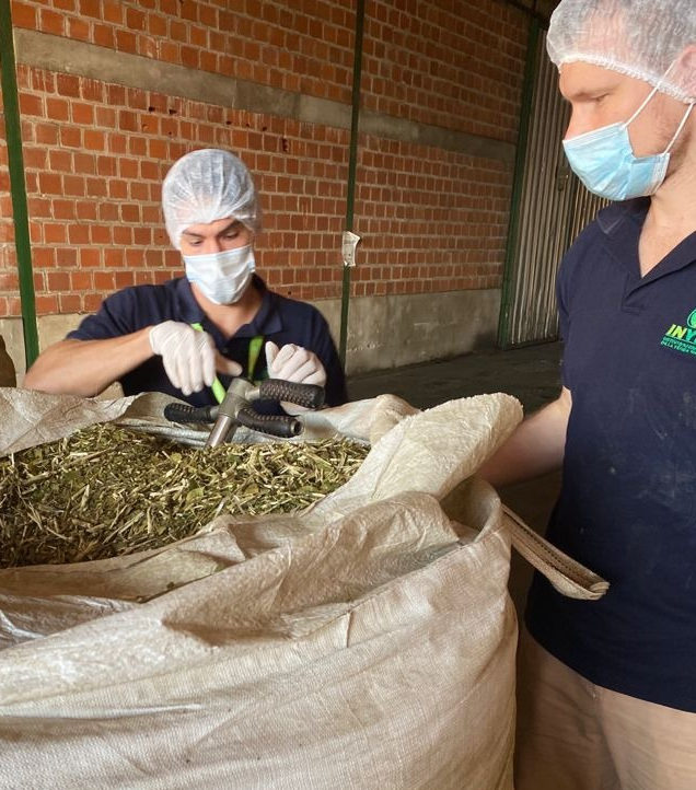 ingenieros-control-alimentos-yerba-mate-instituto-nacional