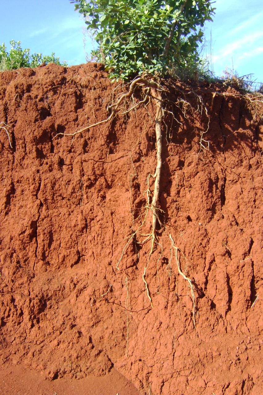 planta y raices de yerba mate sin cubierta verde