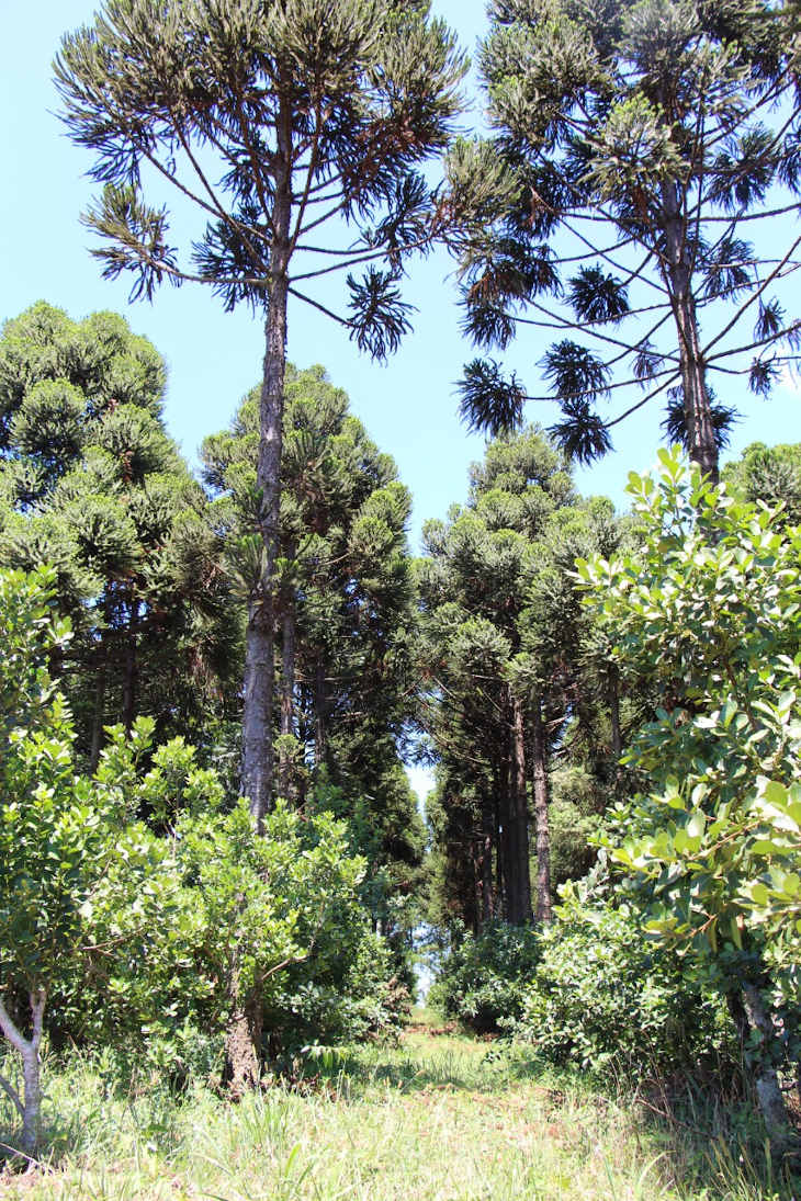 plantacion-de-yerba-mate-con-cubierta-verde-y-arboles-nativos