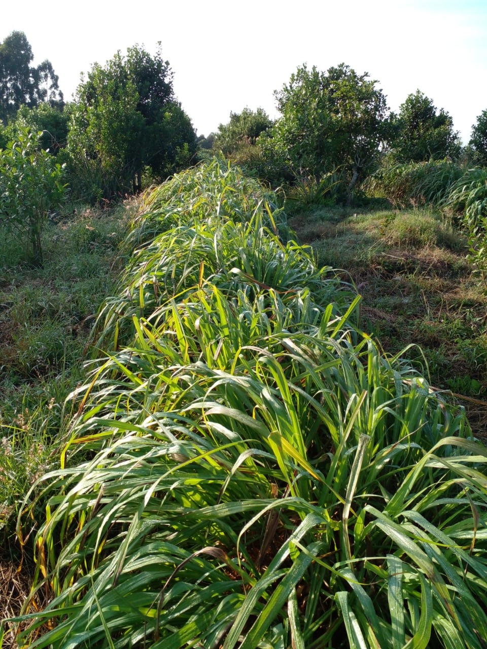 plantas-de-citronela-entre-ejemplares-de-yerba-mate-ilex-paraguariensis