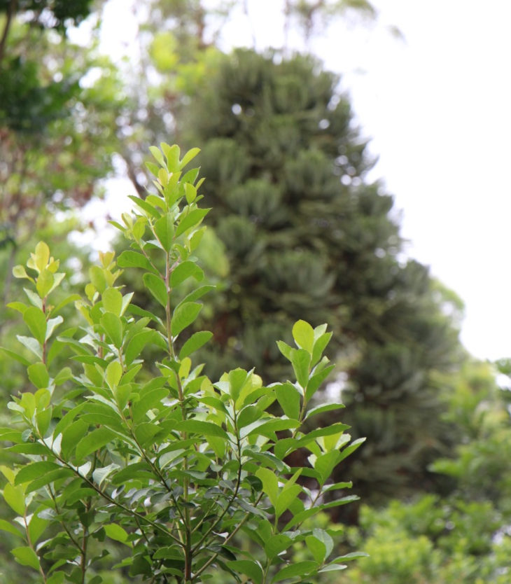 ramas-yerba-mate-y-arboles-nativos