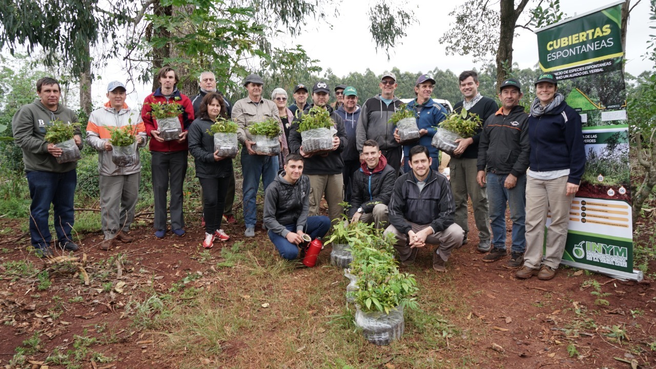 productores-yerba-mate-plantar-arboles-en-cultivo