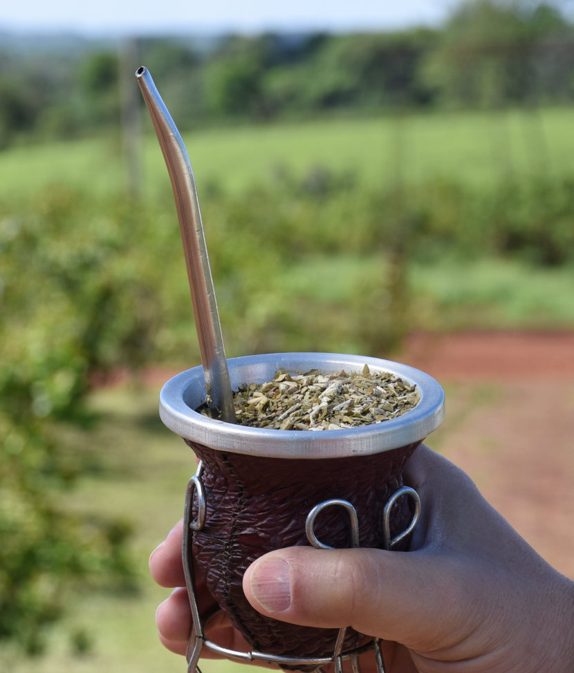 mano-sostiene-mate-fondo-plantacion-yerba-mate