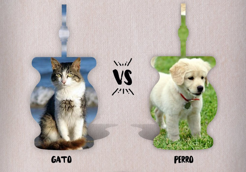 que-team-eres-gato-perro-juego-con-mate