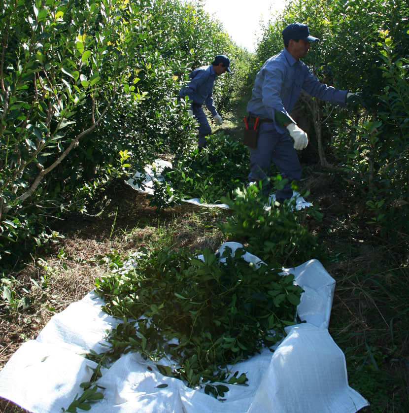 hombres-cosechando-yerba-mate-ramas-en-raidos