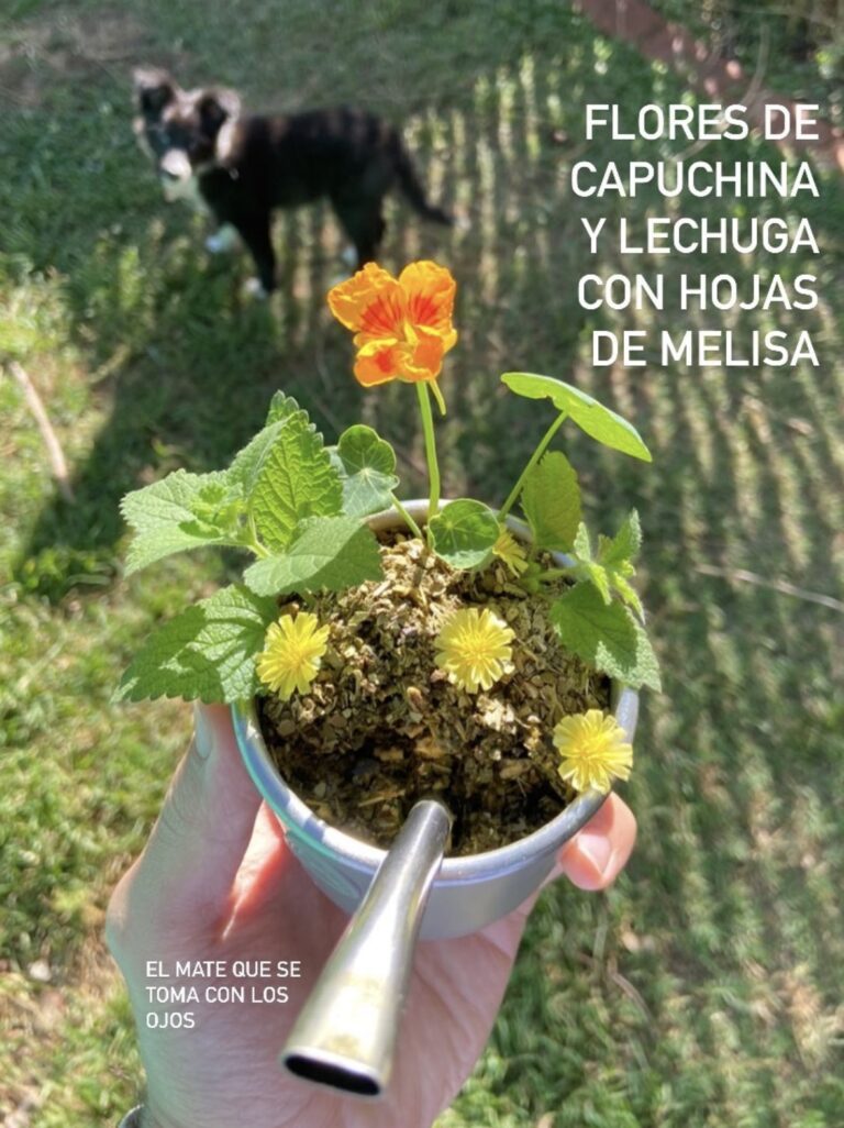 mate-maceta-flores-capuchina-lechuga-melisa-tweet-viral