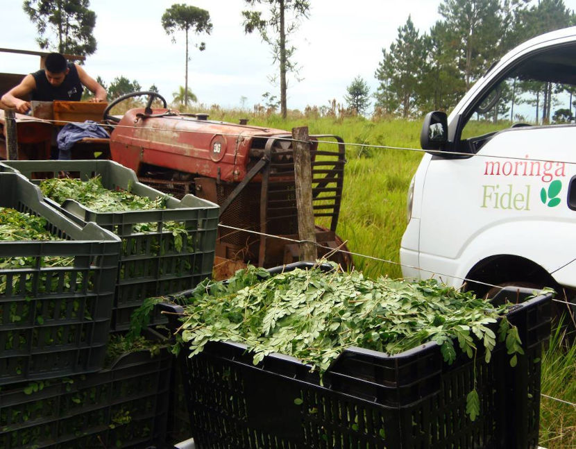 cosecha-hojas-yerba-mate-canastos-fidel-reserva