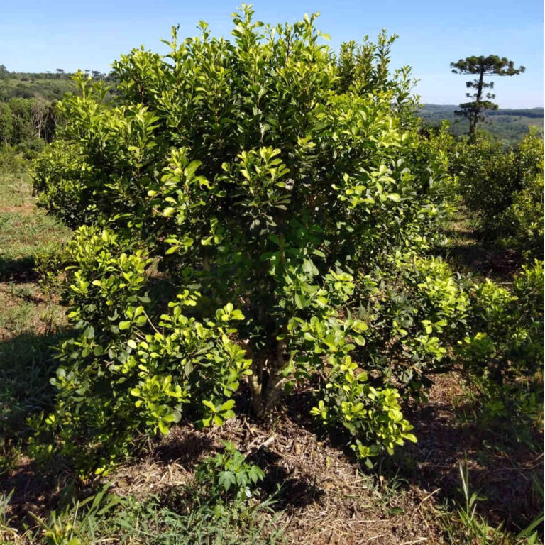 planta-yerba-mate-misiones