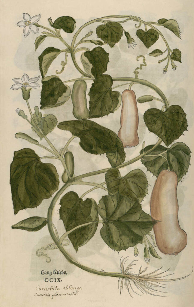 lagenaria-siceraria-planta-mate-porongo