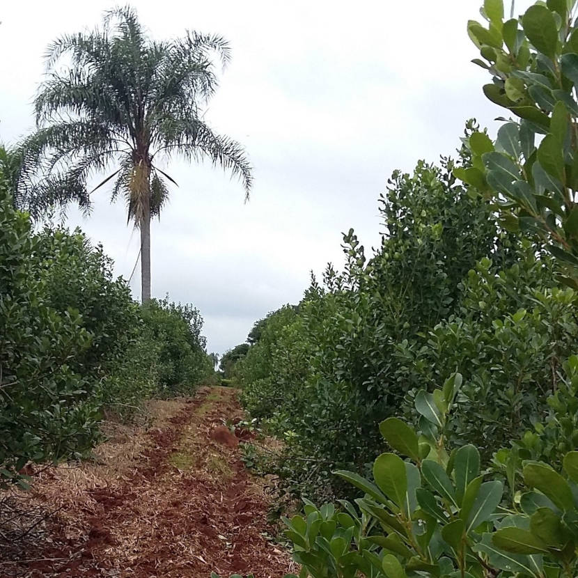 plantacion-yerba-mate-argentina