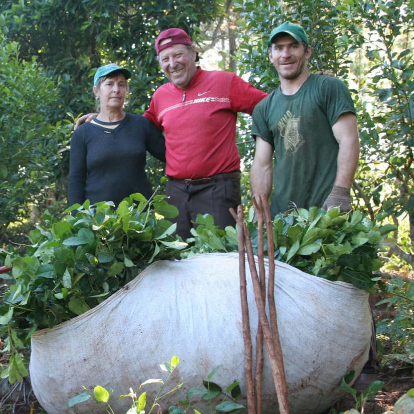 productores-yerba-mate-ruiz-de-montoya-misiones