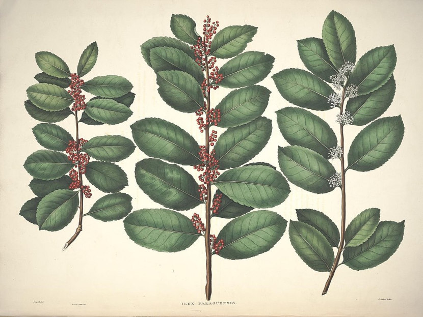 ramas-con-frutos-flores-yerba-mate-ilex-paraguariensis