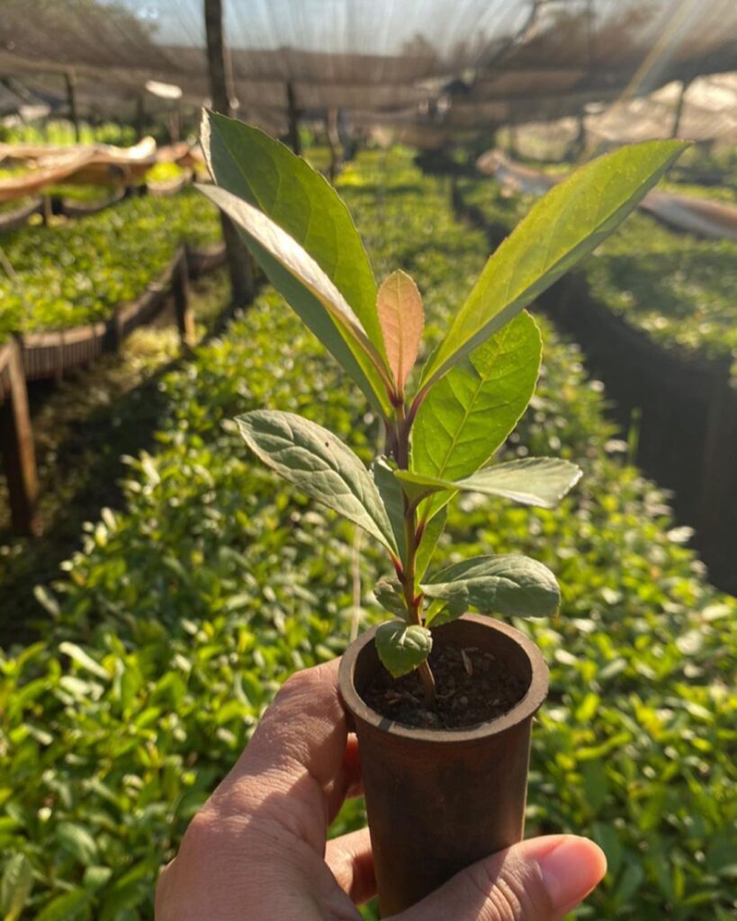 reservadejavu_plantin-yerba-mate