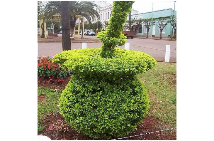 Monumento-vegetal-mate-libustre-apostoles-misiones