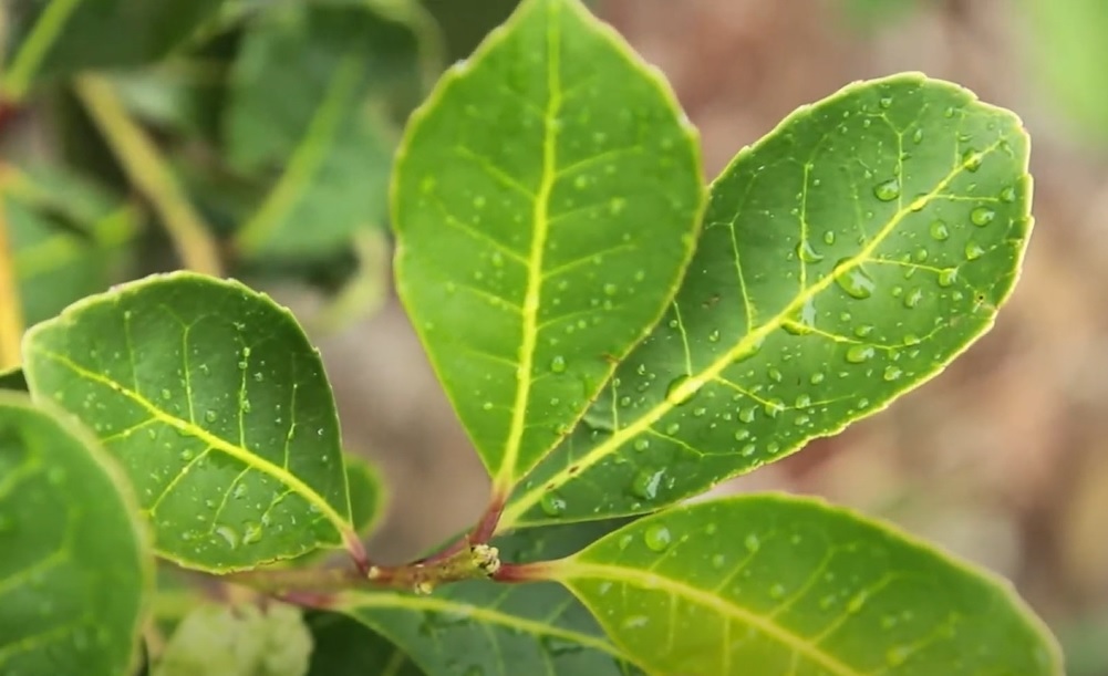 hojas-yerba-mate-con-gotas-de-agua