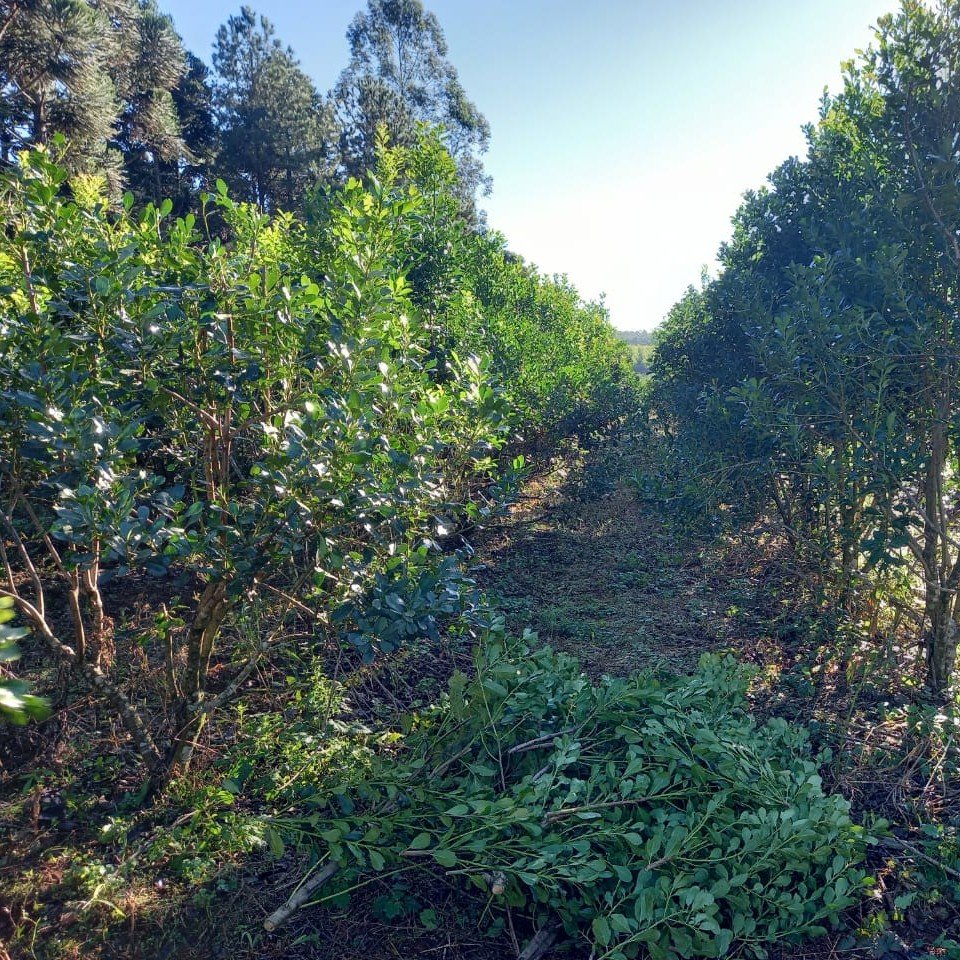plantacion-de-yerba-mate-.en-msiones