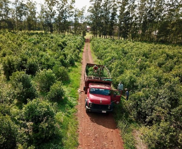 camion-cargando-hojas-yerba-mate-paraguay